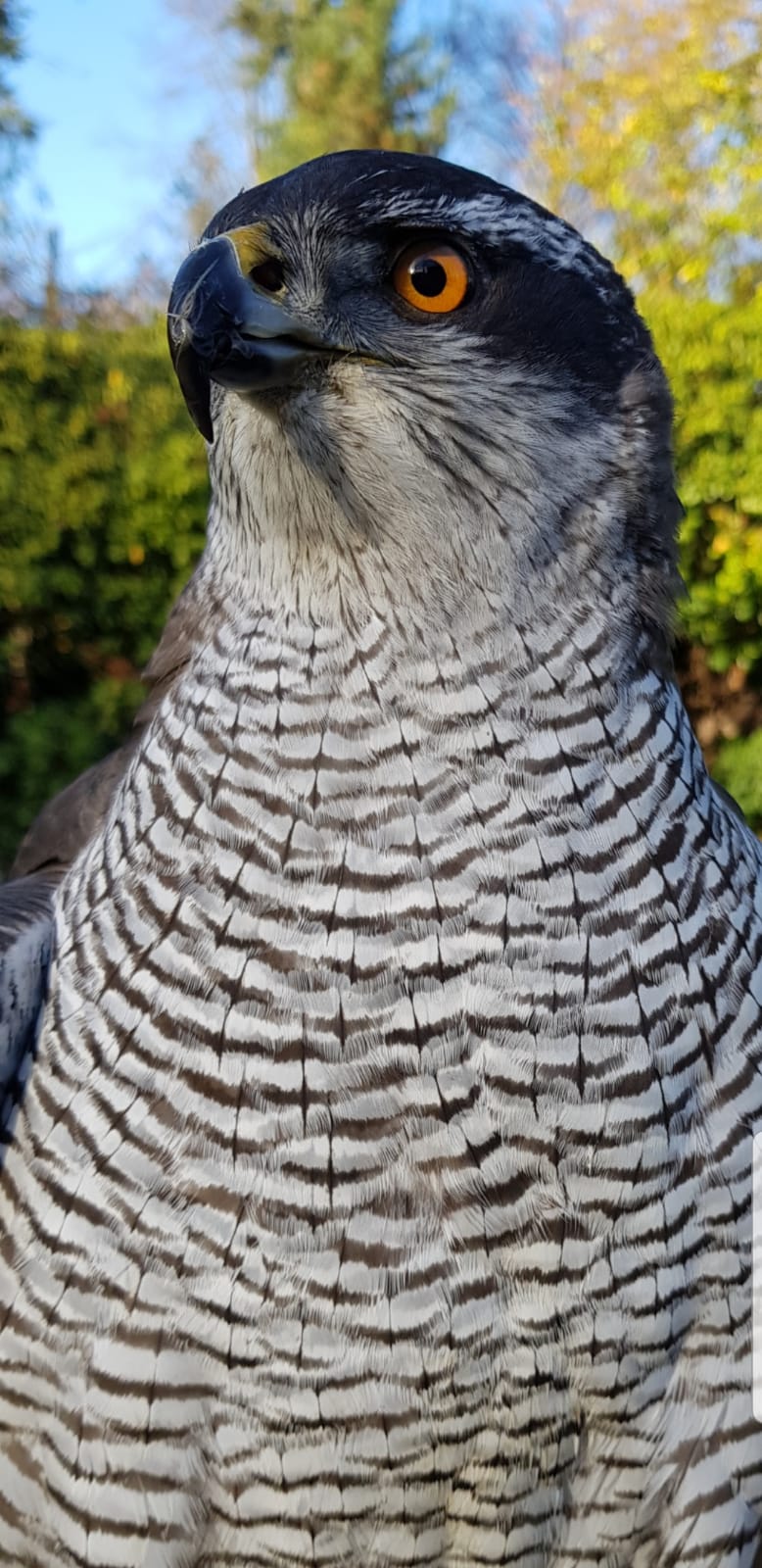 Finja